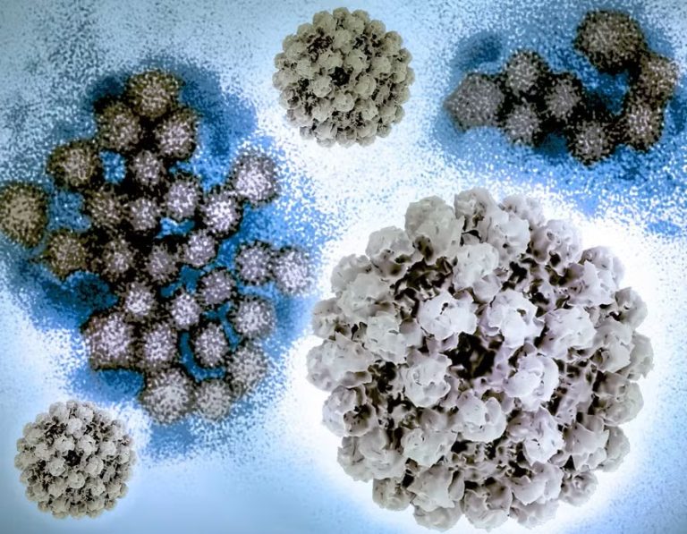 Norovirus