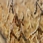 UPL apresenta produtos inovadores e soluções eficazes para o campo, na Expodireto 2025